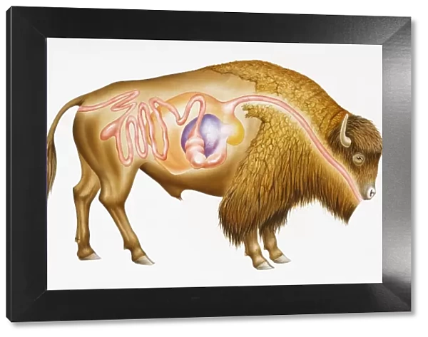 Digitalcross section illustration of European bison (Bison bonasus) showing digestive system