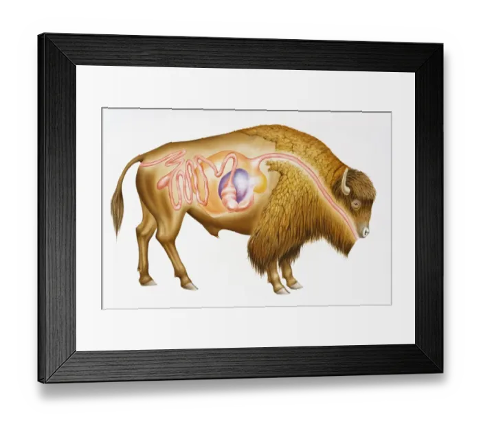 Framed Print : Digitalcross section illustration of European bison (Bison bonasus) showing digestive system Framed Print : Digitalcross section illustration of European bison (Bison bonasus) showing digestive system