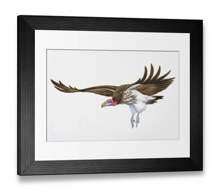 Framed Print : Digital illustration of Lappet-Faced (Torgos tracheliotos, landing with spread wings and extended legs Framed Print : Digital illustration of Lappet-Faced (Torgos tracheliotos, landing with spread wings and extended legs