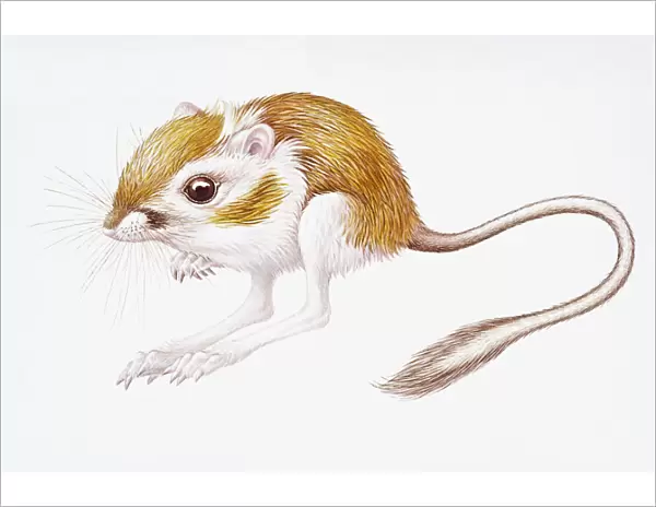 Digital illustration of Banner-Tailed Kangaroo Rat (Dipodomys Spectabilis), small rodent with large back feet and long tail, found in North America