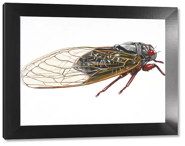 Digital illustration of Cicada (Magicicada septendecim), insect found in the USA and Canada