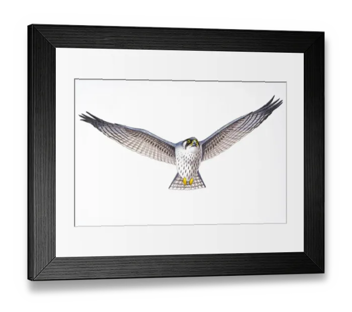 Framed Print : Digital illustration of Gyrfalcon (Falco Rusticolus), large bird of prey in flight