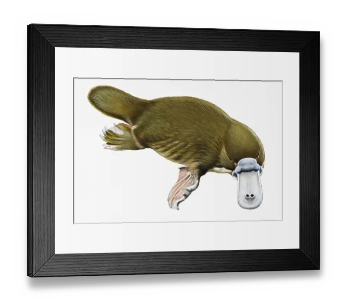 Framed Print : Digital illustration of Duck-billed Platypus (Ornithorhynchus anatinus), a semi-aquatic mammal Framed Print : Digital illustration of Duck-billed Platypus (Ornithorhynchus anatinus), a semi-aquatic mammal