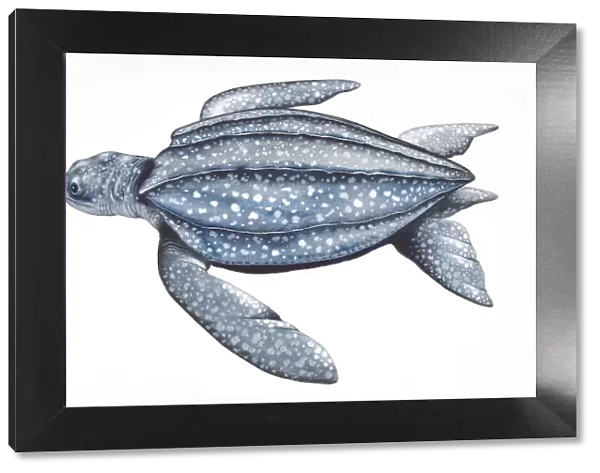 Digital illustration of Leatherback Turtle (Dermochelys coriacea), showing leathery carapace