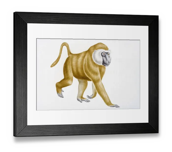 Framed Print : Digital illustration of Olive Baboon (Papio anubis) Framed Print : Digital illustration of Olive Baboon (Papio anubis)