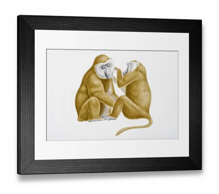 Framed Print : Digital illustration of Olive Baboon (Papio anubis) grooming head of larger male Framed Print : Digital illustration of Olive Baboon (Papio anubis) grooming head of larger male