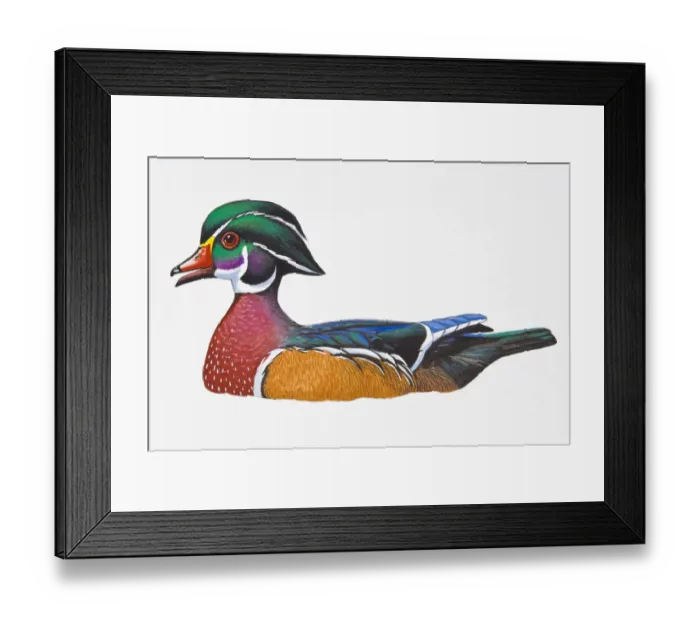 Framed Print : Digital illustration of Wood Duck or Carolina Duck (Aix sponsa), drake showing multi-coloured feathers