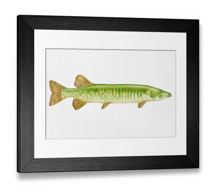 Framed Print : Digital illustration of Muskellunge (Esox masquinongy), largest of the Pike family Framed Print : Digital illustration of Muskellunge (Esox masquinongy), largest of the Pike family