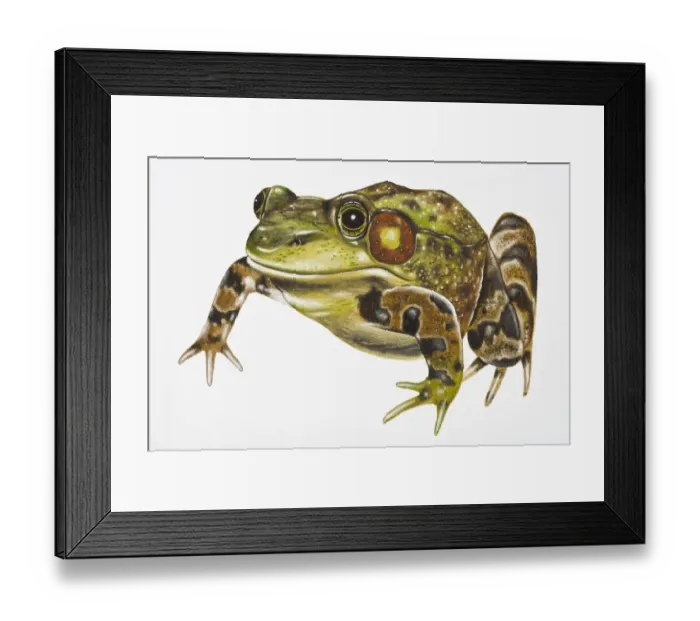 Framed Print : Digital illustration of Green Frog (Pelophylax kl. esculentus) Framed Print : Digital illustration of Green Frog (Pelophylax kl. esculentus)
