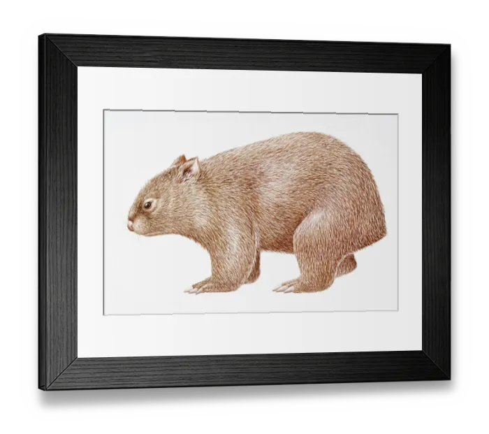 Framed Print : Digital illustration of Common Wombat (Vombatus ursinus) Framed Print : Digital illustration of Common Wombat (Vombatus ursinus)