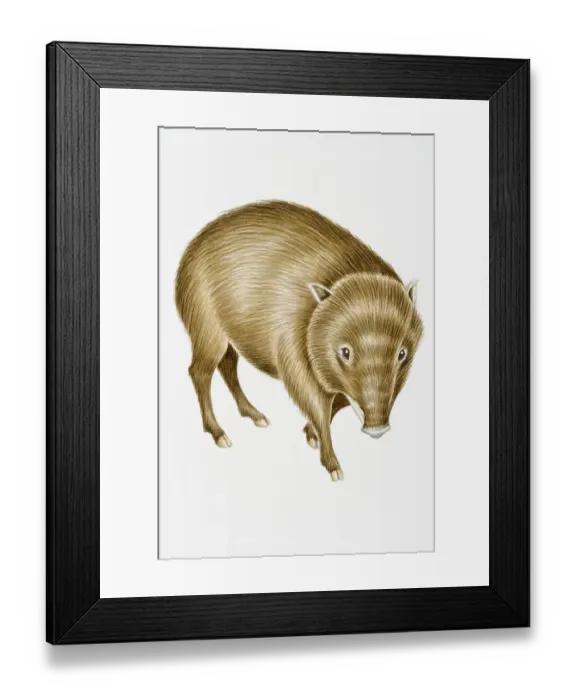 Framed Print : Digital illustration of White-Lipped Peccary (Tayassu pecari), found in Central and South America