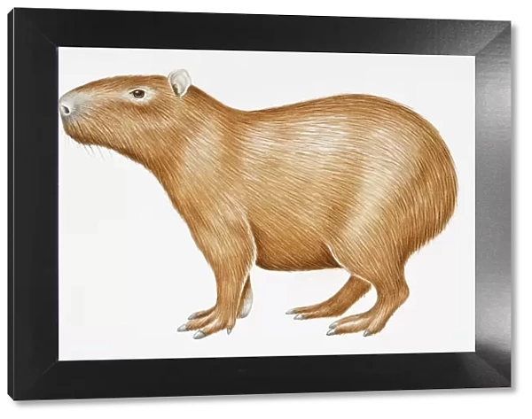 Digital illustration of Capybara (Hydrochoerus hydrochaeris), a large South American rodent