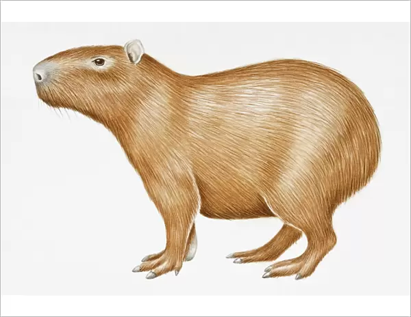 Digital illustration of Capybara (Hydrochoerus hydrochaeris), a large South American rodent