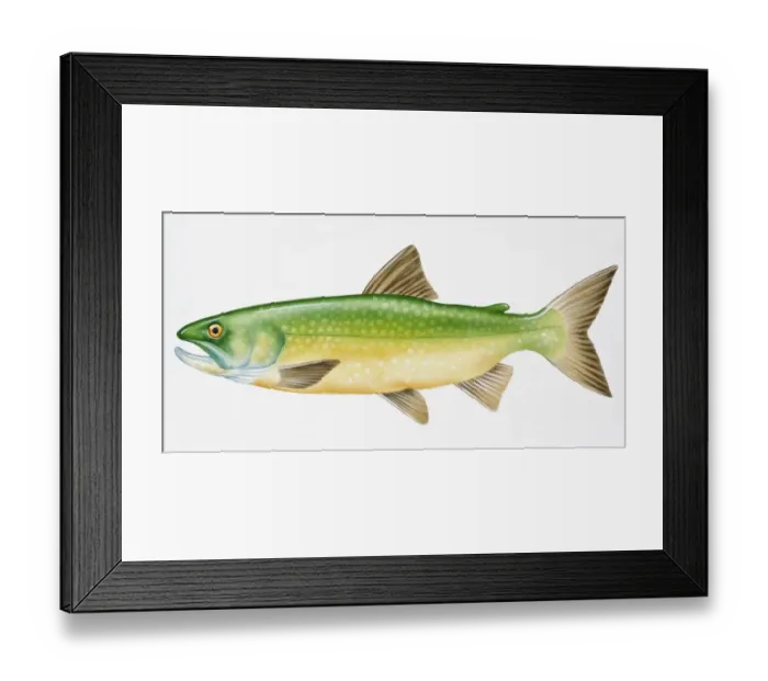 Framed Print : Digital illustration of Lake Trout (Salvelinus namaycush), a freshwater fish Framed Print : Digital illustration of Lake Trout (Salvelinus namaycush), a freshwater fish
