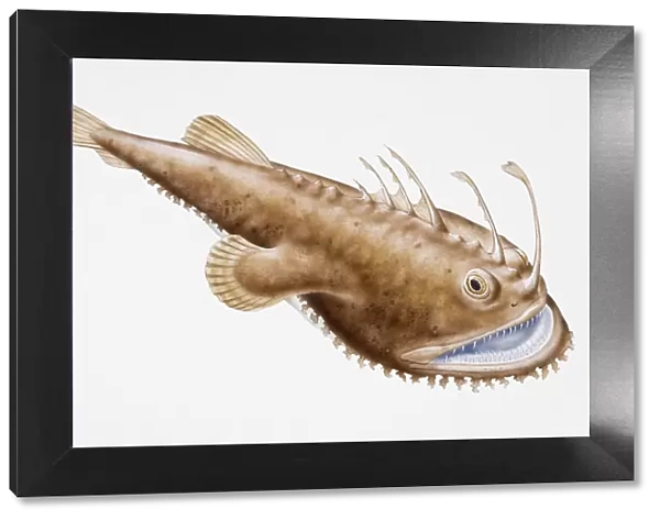 Digital illustration of Anglerfish (Lophius piscatorius), brown fish with long filaments on head