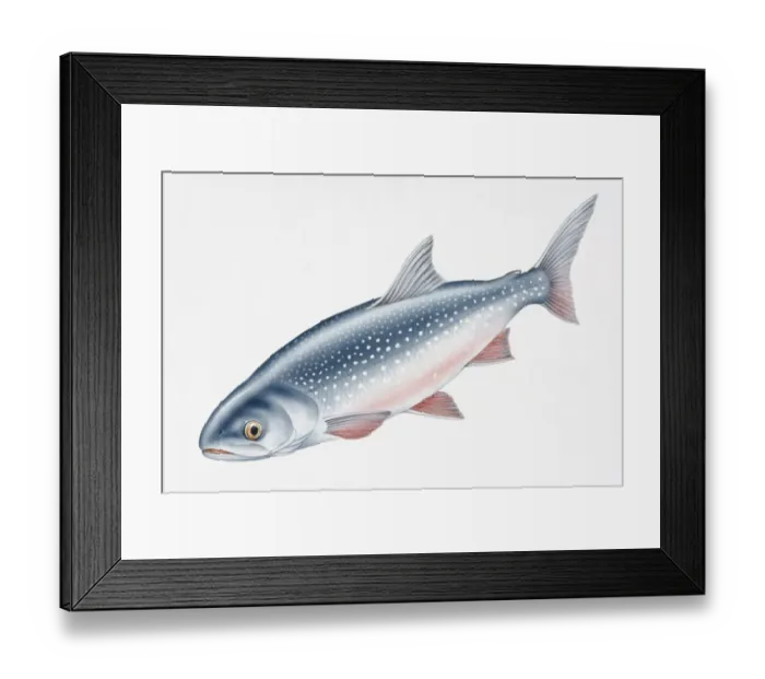 Framed Print : Digital illustration of Artic Char (Salvelinus alpinus), both a freshwater and salt water fish Framed Print : Digital illustration of Artic Char (Salvelinus alpinus), both a freshwater and salt water fish