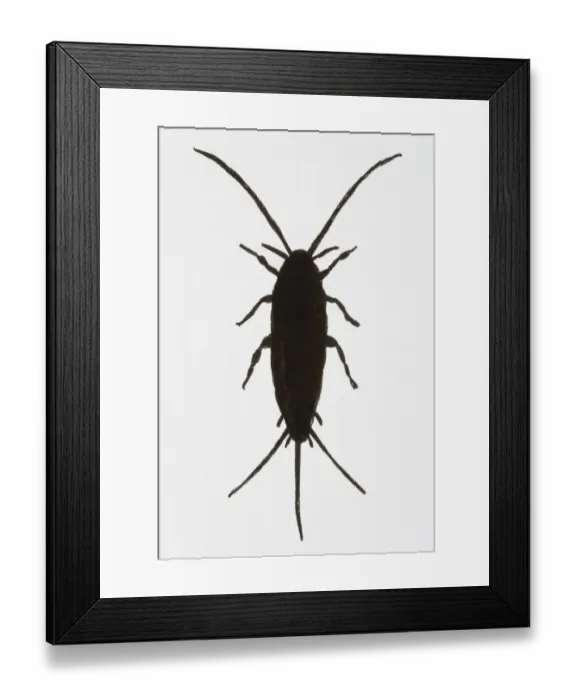 Framed Print : Black and white illustration of Silverfish (Lepisma saccharina)