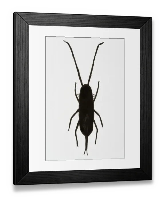 Framed Print : Black and white illustration of Springtail (Collembola) Framed Print : Black and white illustration of Springtail (Collembola)