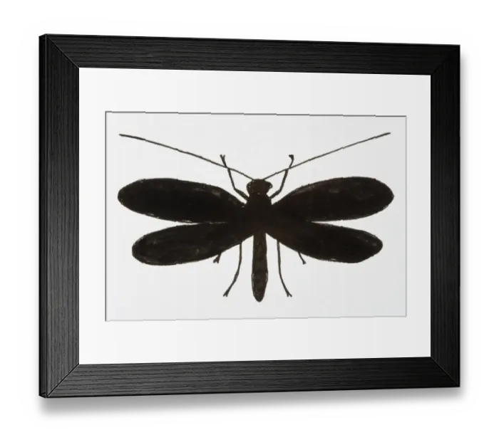 Framed Print : Black and white illustration of Lacewing (Neuroptera) Framed Print : Black and white illustration of Lacewing (Neuroptera)