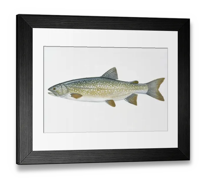 Framed Print : Illustration of Lake Trout (Salvelinus namaycush), North American freshwater fish