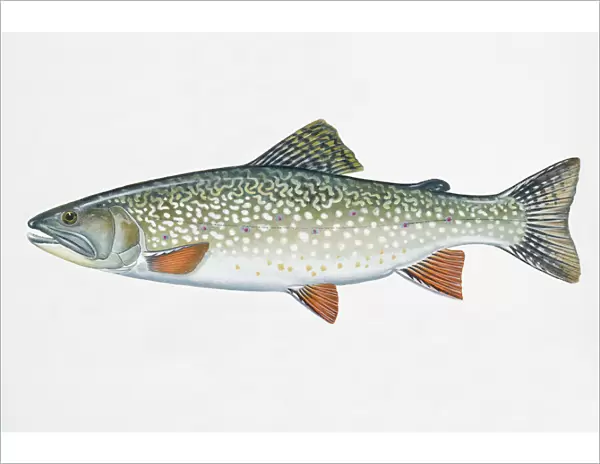 Illustration of Speckled Trout (Salvelinus fontinalis), freshwater fish of Salmon family, also known as Brook Trout