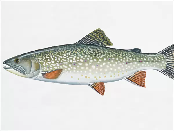 Illustration of Speckled Trout (Salvelinus fontinalis), freshwater fish of Salmon family, also known as Brook Trout