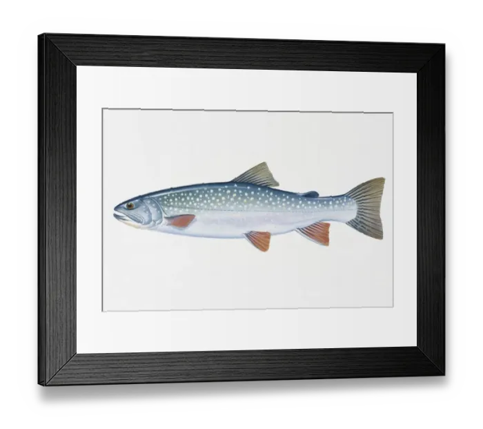 Framed Print : Illustration of Dolly Varden (Salvelinus), North American freshwater and coastal fish Framed Print : Illustration of Dolly Varden (Salvelinus), North American freshwater and coastal fish