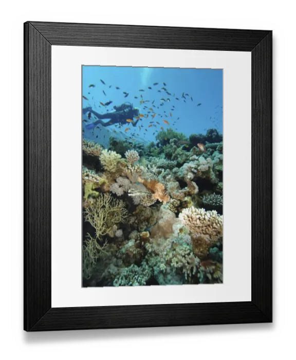 Framed Print : Scuba diver swimming above colourful coral reef, school of fish swimming past, lionfish in foreground, underwater