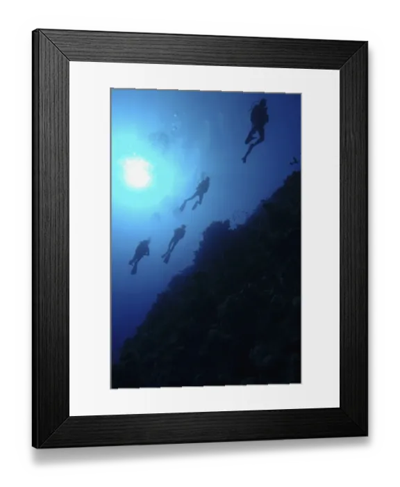 Framed Print : Four scuba divers swimming above coral reef, sun shining through surface of water, low angle view Framed Print : Four scuba divers swimming above coral reef, sun shining through surface of water, low angle view