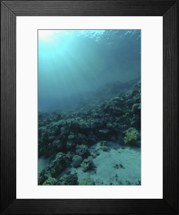 Framed Print : Coral reef, underwater Framed Print : Coral reef, underwater