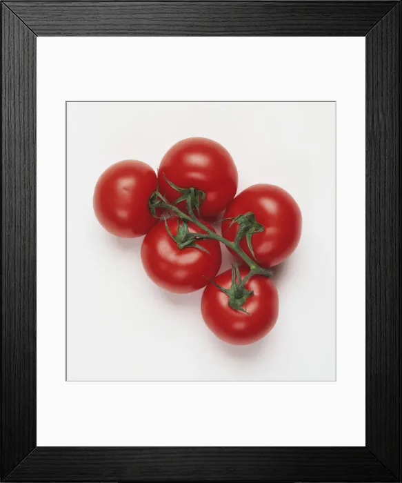 Framed Print : Five tomatoes on the vine, view from above Framed Print : Five tomatoes on the vine, view from above