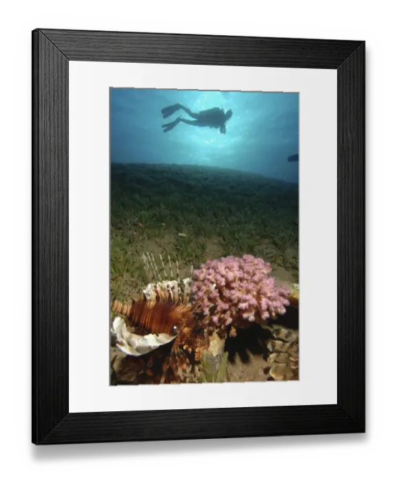 Framed Print : Lionfish on colourful coral reef, scuba diver in background, underwater