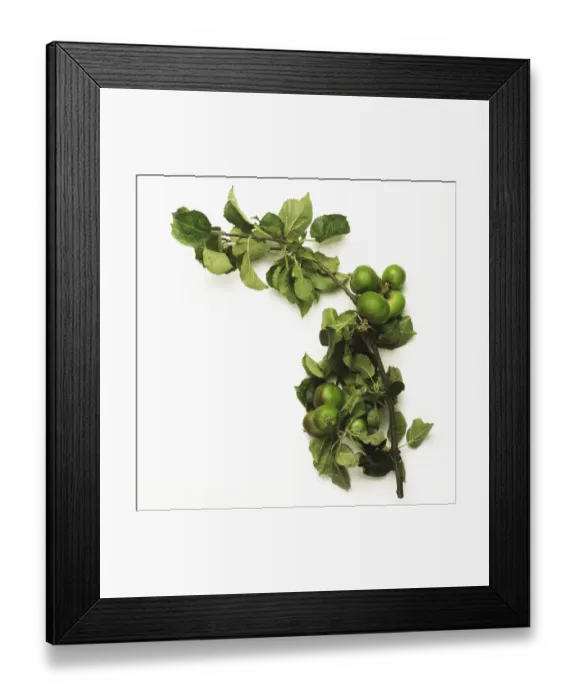 Framed Print : Green crabapples on leafy branch Framed Print : Green crabapples on leafy branch
