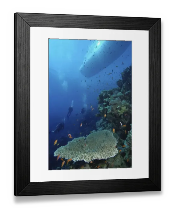 Framed Print : Four scuba divers swimming near coral reef, boat visible above waters surface