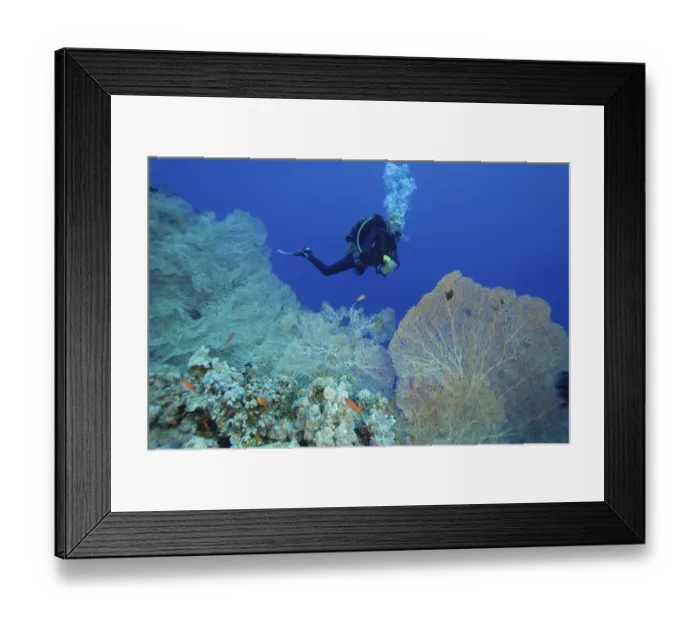 Framed Print : Scuba diver, young woman, swimming in front of coral reef, orange fish in foreground