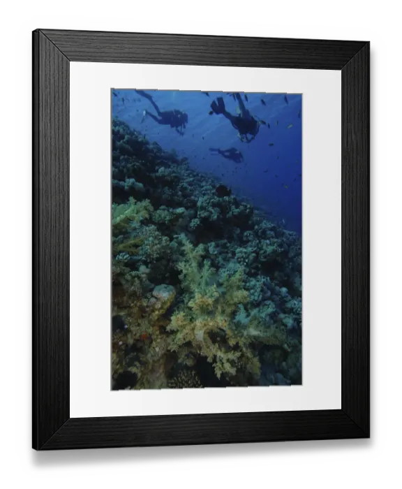 Framed Print : Three scuba divers swimming away form coral reef Framed Print : Three scuba divers swimming away form coral reef