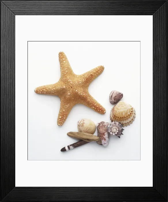 Framed Print : Collection of sea shells and a starfish Framed Print : Collection of sea shells and a starfish