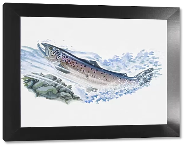 Illustration of Atlantic Salmon (Salmo salar), male fish swimming in ocean
