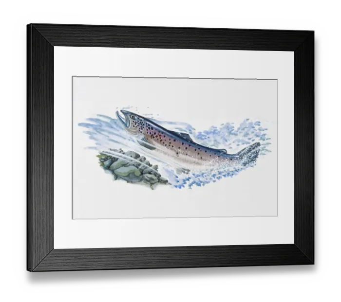Framed Print : Illustration of Atlantic Salmon (Salmo salar), male fish swimming in ocean Framed Print : Illustration of Atlantic Salmon (Salmo salar), male fish swimming in ocean