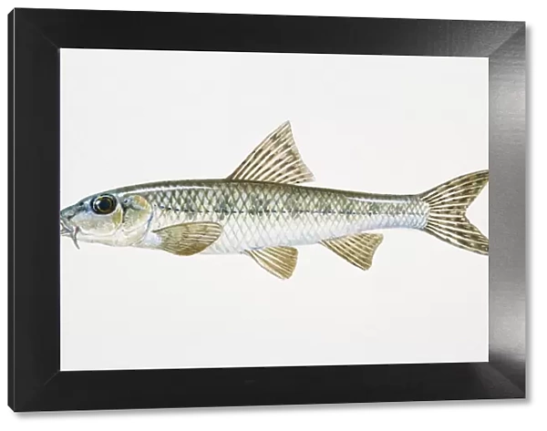 Illustration of Gudgeon (Gobio gobio), European freshwater fish