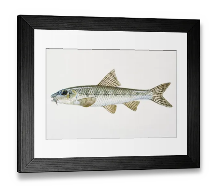 Framed Print : Illustration of Gudgeon (Gobio gobio), European freshwater fish Framed Print : Illustration of Gudgeon (Gobio gobio), European freshwater fish