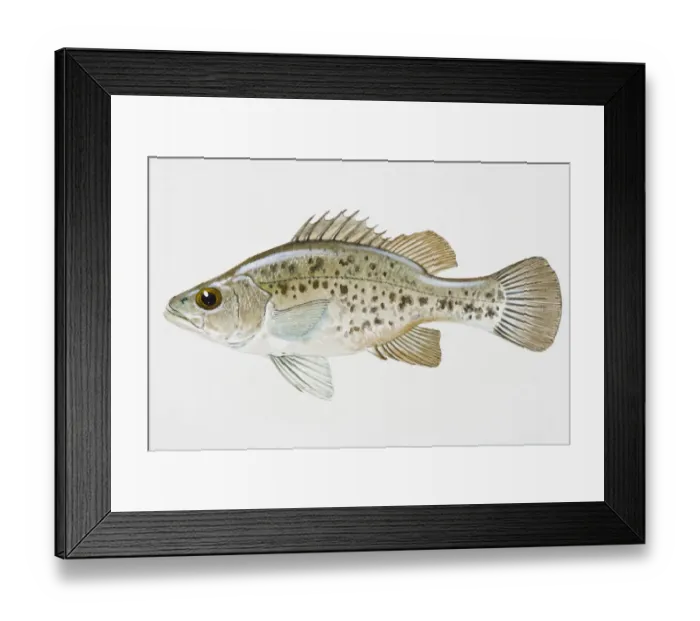Framed Print : Illustration of Golden Perch (Macquaria ambigua), juvenile Australian freshwater fish Framed Print : Illustration of Golden Perch (Macquaria ambigua), juvenile Australian freshwater fish