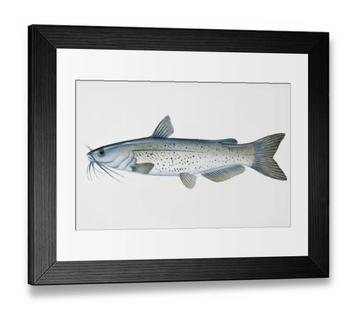 Framed Print : Illustration of Channel catfish (Ictalurus punctatus), North American freshwater fish Framed Print : Illustration of Channel catfish (Ictalurus punctatus), North American freshwater fish