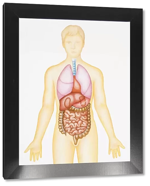 Illustration of human digestive and respiratory systems