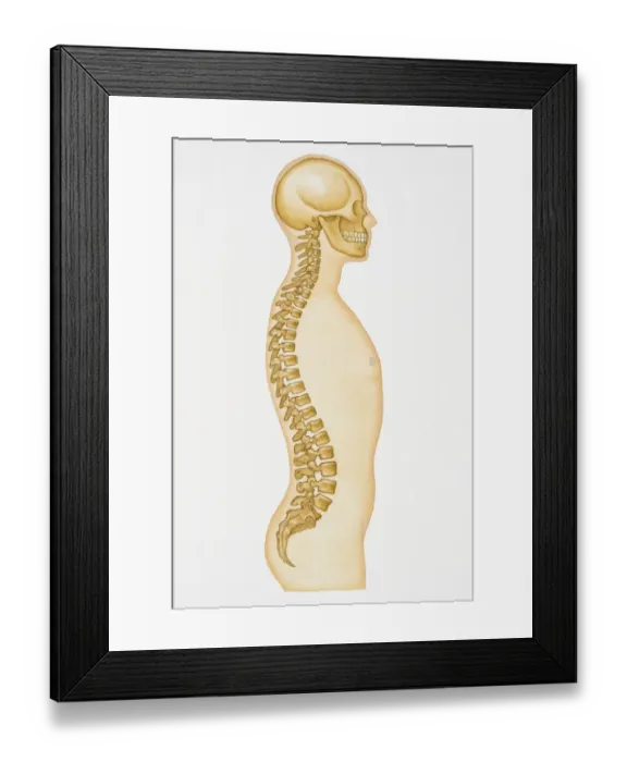Framed Print : Illustration showing human spine and skull