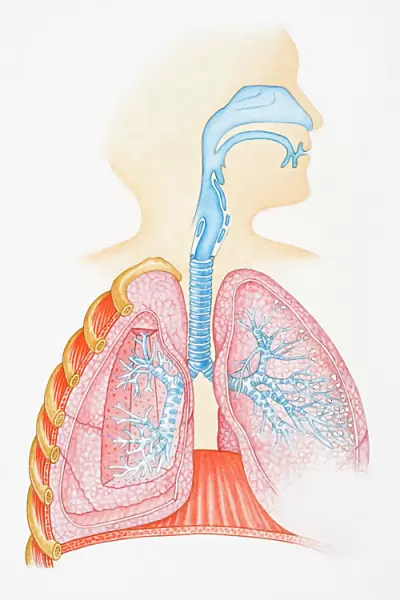 Illustration of human respiratory system showing oral cavity, and nasal cavity, larynx, trachea, bronchus, and lungs