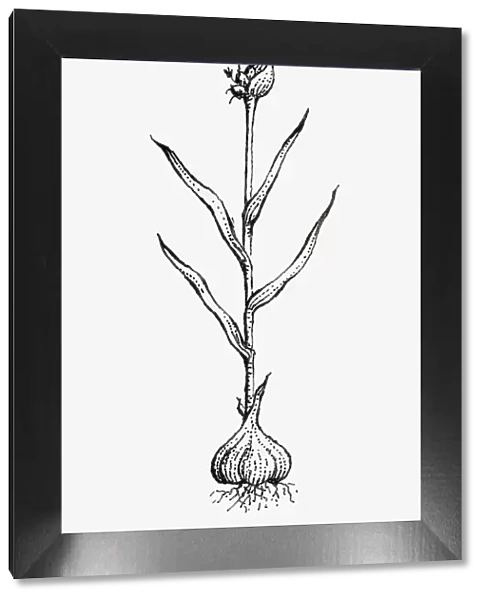 Black and white illustration of Allium sativum (Garlic), showing bulb, leaves and flowers