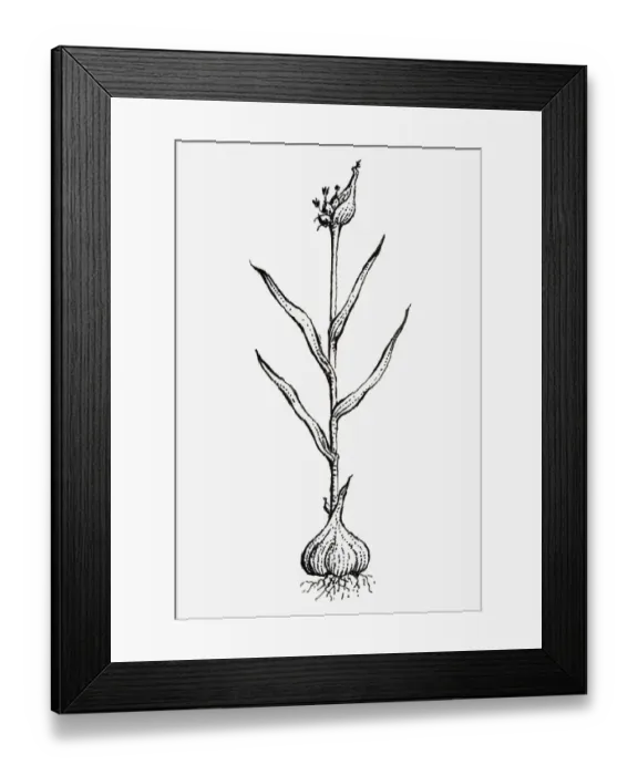 Framed Print : Black and white illustration of Allium sativum (Garlic), showing bulb, leaves and flowers Framed Print : Black and white illustration of Allium sativum (Garlic), showing bulb, leaves and flowers