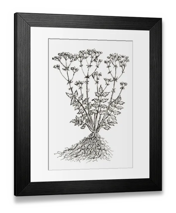 Framed Print : Black and white illustration of Valeriana officinalis (Valerian), plant with leaves and flower on long stems, and tangled roots