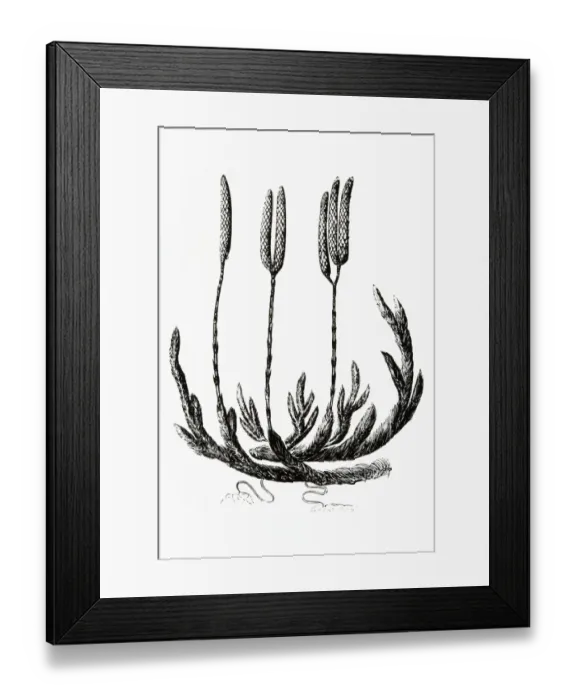 Framed Print : Black and white illustration of Lycopodium clavatum (Club moss) Framed Print : Black and white illustration of Lycopodium clavatum (Club moss)